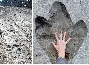 dinozaur small dinozaur small