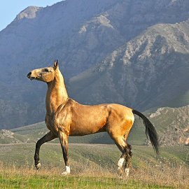 turkmen horse turkmen horse